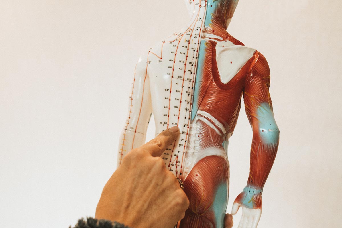 Uitleg acupuntuurbehandeling acupunctuurpraktijk De Haere Doornspijk {{brizy_dc_image_alt imageSrc=